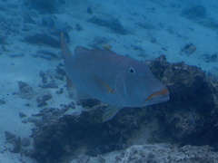 Lethrinus xanthochilus