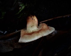 Australopilus palumanus