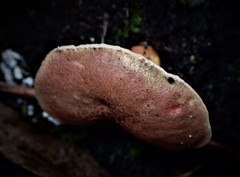 Australopilus palumanus