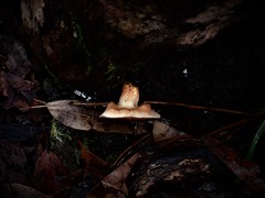 Australopilus palumanus