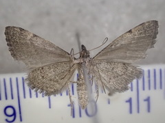 Dichromodes indicataria