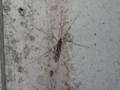 Tipula varipennis