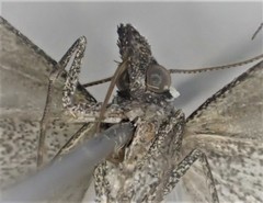 Dichromodes indicataria