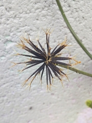 Bidens pilosa