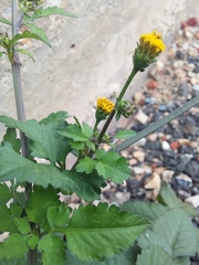 Bidens pilosa