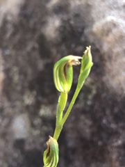 Pterostylis rubescens