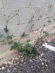 Bidens pilosa