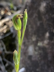 Pterostylis rubescens