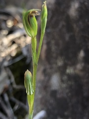 Pterostylis rubescens