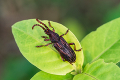 Pachylocerus