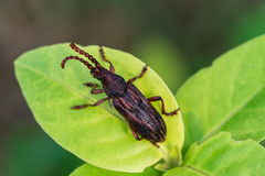 Pachylocerus
