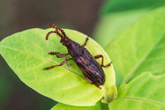 Pachylocerus