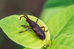 Pachylocerus
