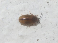 Contacyphon laevipennis