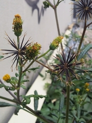 Bidens pilosa