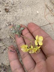 Chylismia claviformis lancifolia