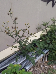 Bidens pilosa