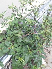 Bidens pilosa