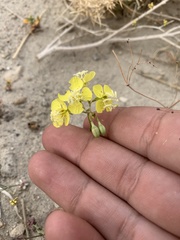 Chylismia claviformis lancifolia