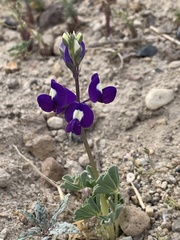 Lupinus odoratus