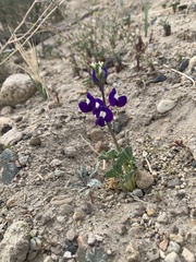Lupinus odoratus