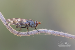 Otites guttata