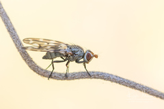 Otites guttata