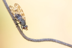Otites guttata
