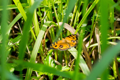 Junonia almana