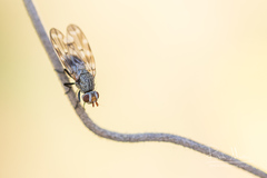 Otites guttata