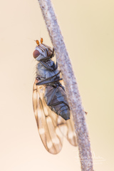Otites guttata