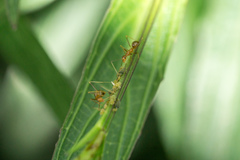 Anoplolepis gracilipes