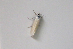 Tipanaea