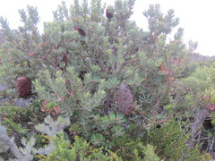 Banksia praemorsa