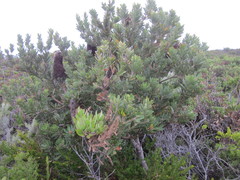 Banksia praemorsa