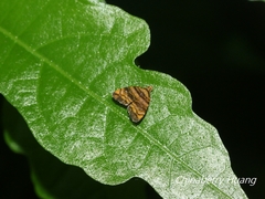 Choreutis amethystodes