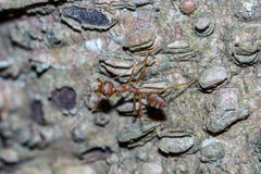 Oecophylla smaragdina