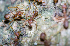 Oecophylla smaragdina