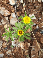 Asteriscus aquaticus