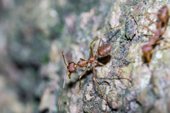 Oecophylla smaragdina