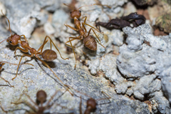 Oecophylla smaragdina