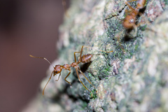 Oecophylla smaragdina