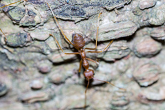 Oecophylla smaragdina