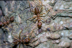 Oecophylla smaragdina