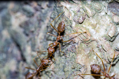 Oecophylla smaragdina