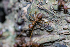 Oecophylla smaragdina