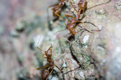 Oecophylla smaragdina