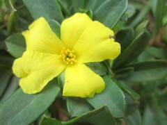 Hibbertia cuneiformis