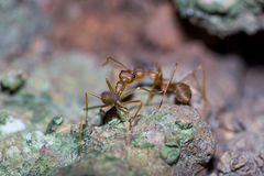 Oecophylla smaragdina