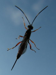 Ichneumonidae